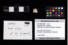 Foto (Objekt + Etikett) von Paguridae indet.  (NHMW-GEO-2017-0093-0026)